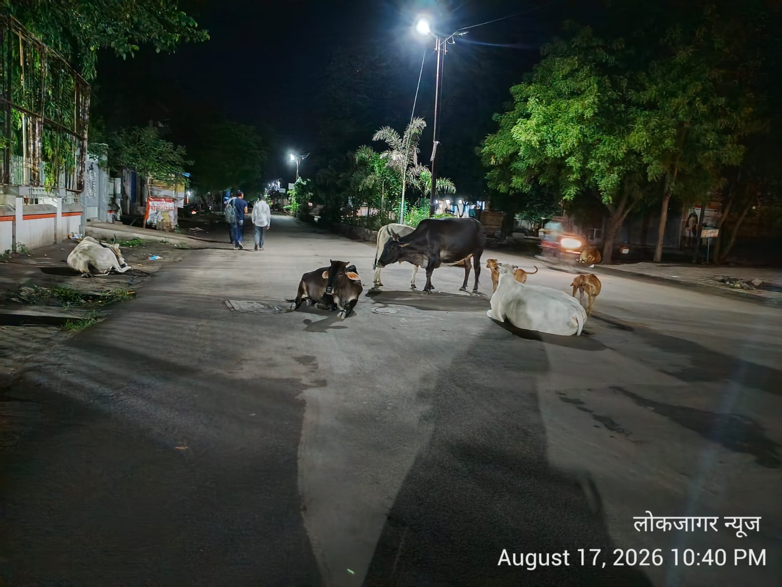 अमळनेर शहरात मोकाट जनावरे आणि भटक्या कुत्र्यांचा सुळसुळाट  वाहनधारकांची कसरत; बालके, विद्यार्थी व वृद्धांच्या सुरक्षिततेचा प्रश्न — नगरपालिका प्रशासनाने तातडीने उपाययोजना करण्याची मागणी