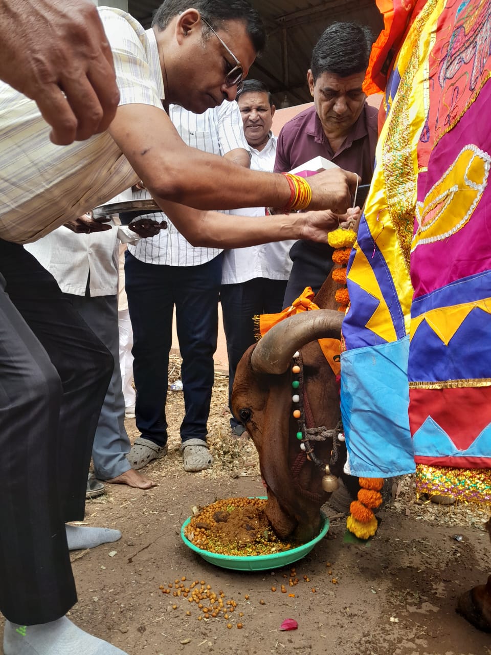 अमळनेरात गोकुळाष्टमीनिमित्त गोशाळेत गोसेवा;      गोविंद अग्रवाल व गार्डन ग्रुपचा स्तुत्य उपक्रम