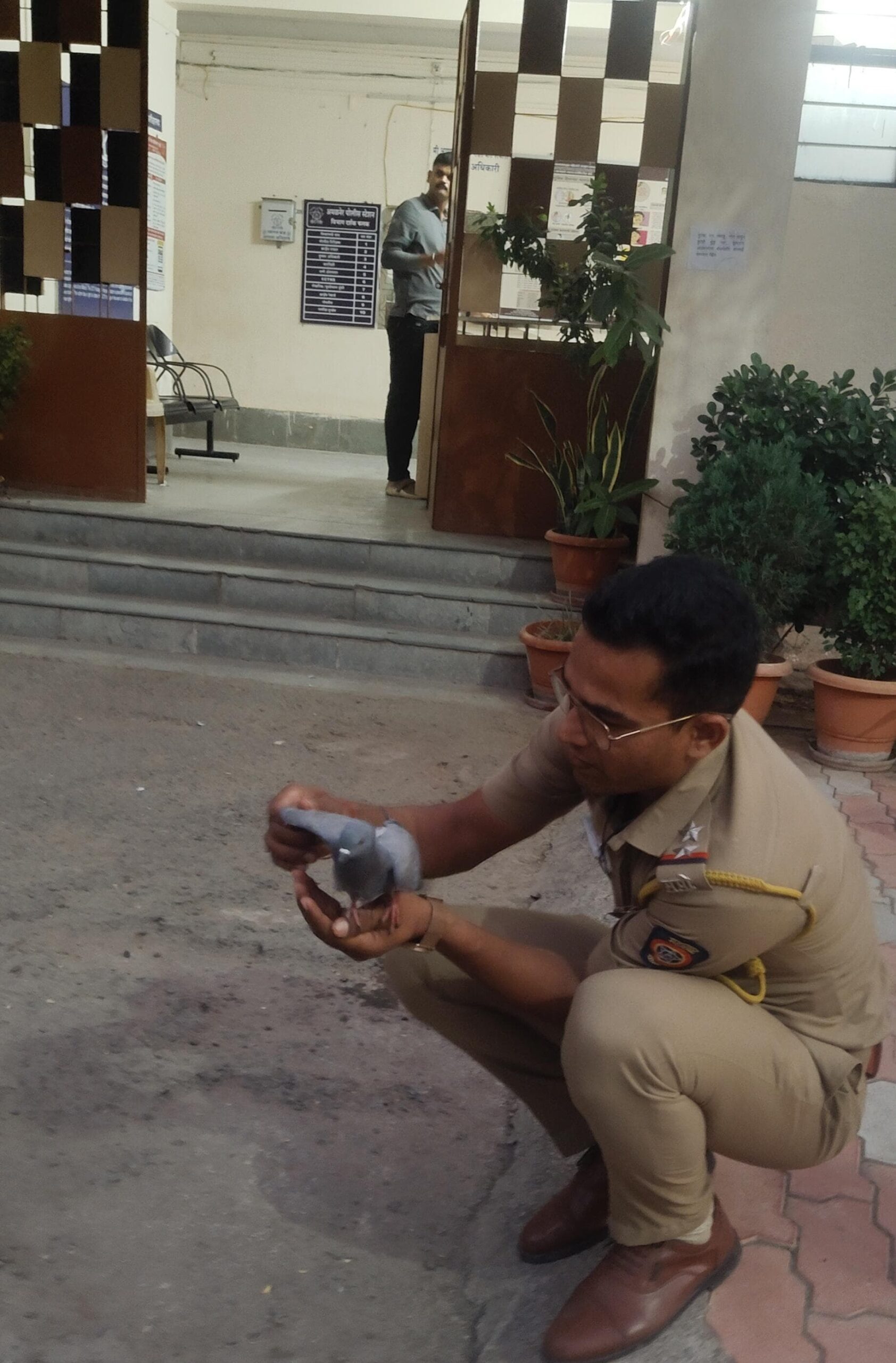 पीएसआय गायकवाड यांची पशुपक्ष्यांप्रती भूतदया  जखमी कबुतराच्या पंखातील काटे काढून पाजले पाणी